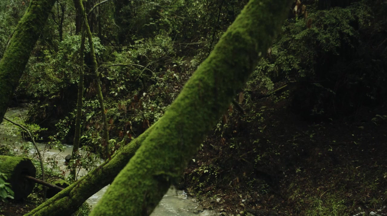The Wisdom of Trauma screenshot 1