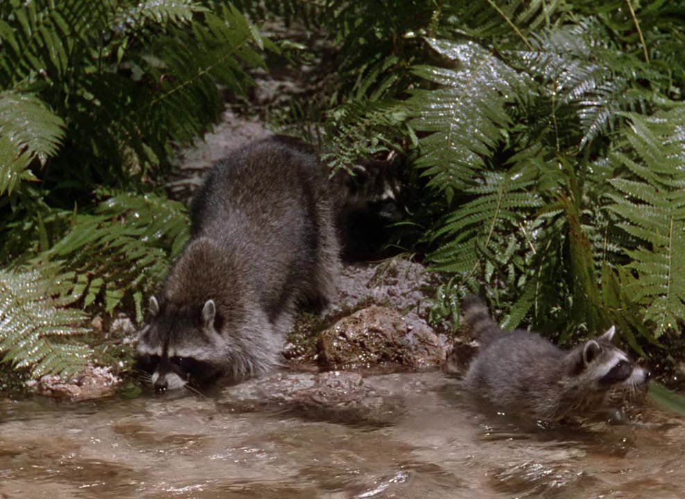 The Yearling screenshot 1