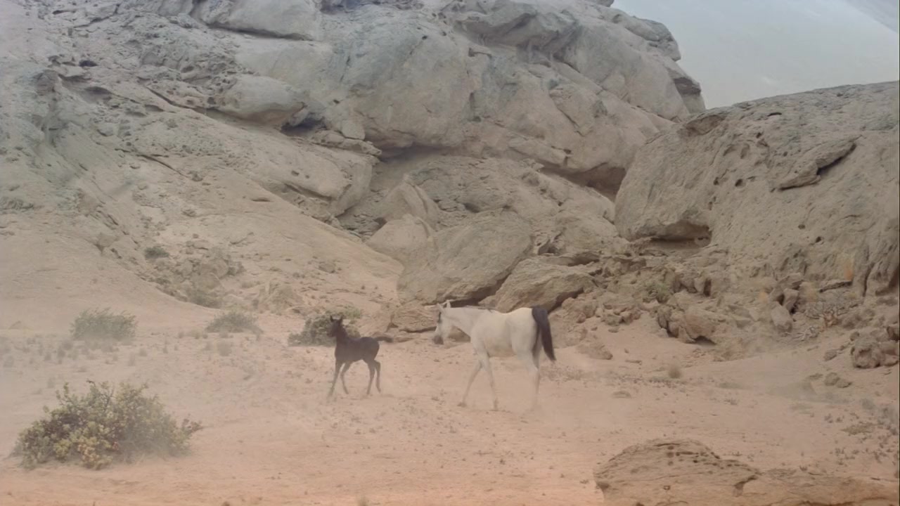 Young Black Stallion screenshot 2