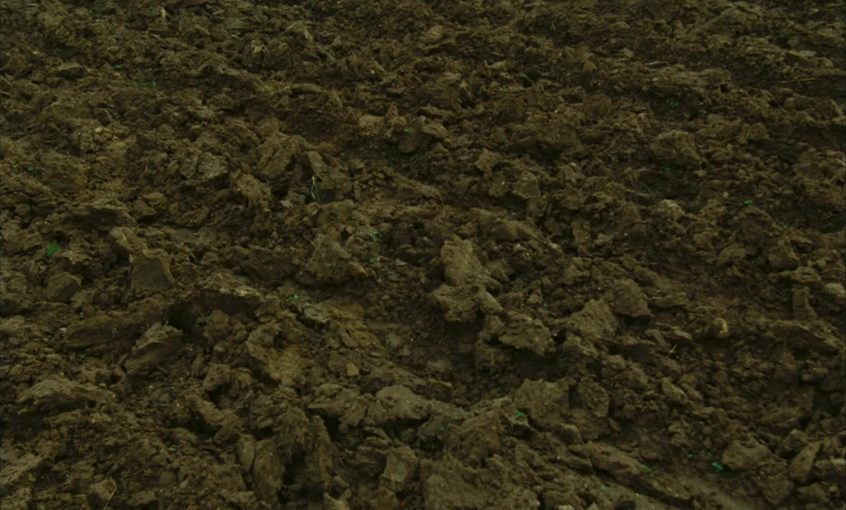 Peaux de vaches screenshot 1