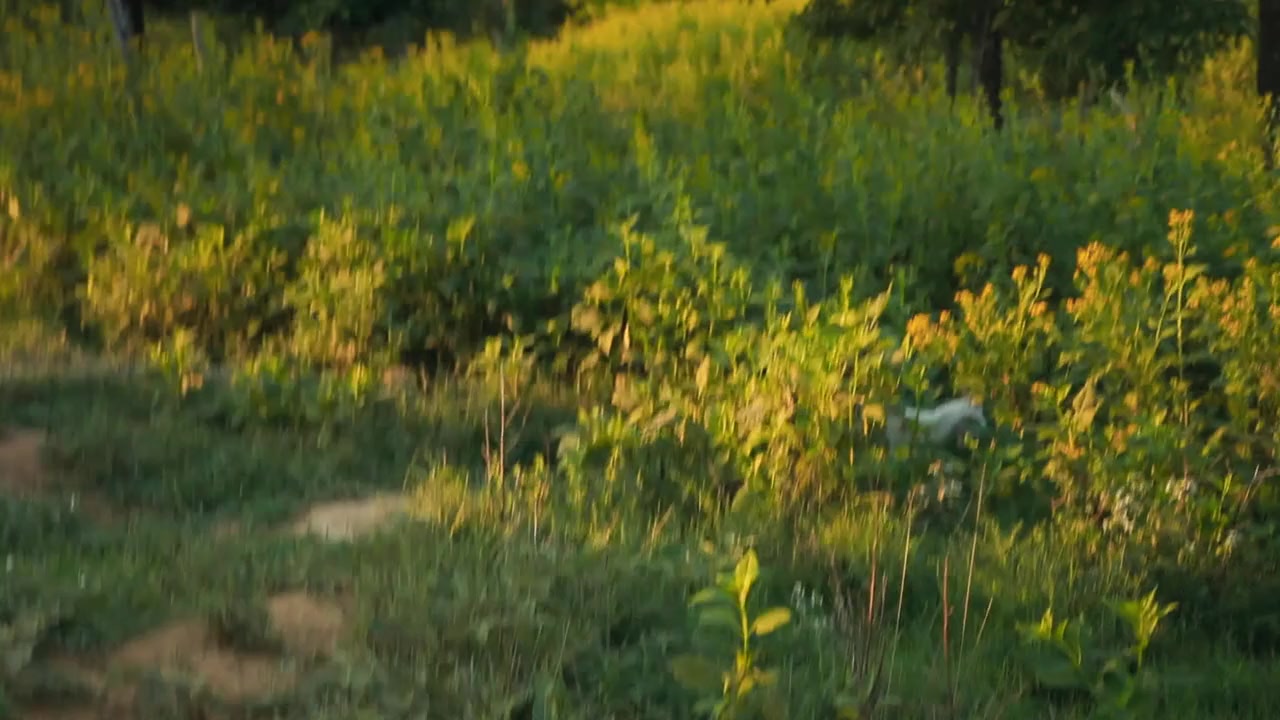 Thou Wast Mild and Lovely screenshot 1