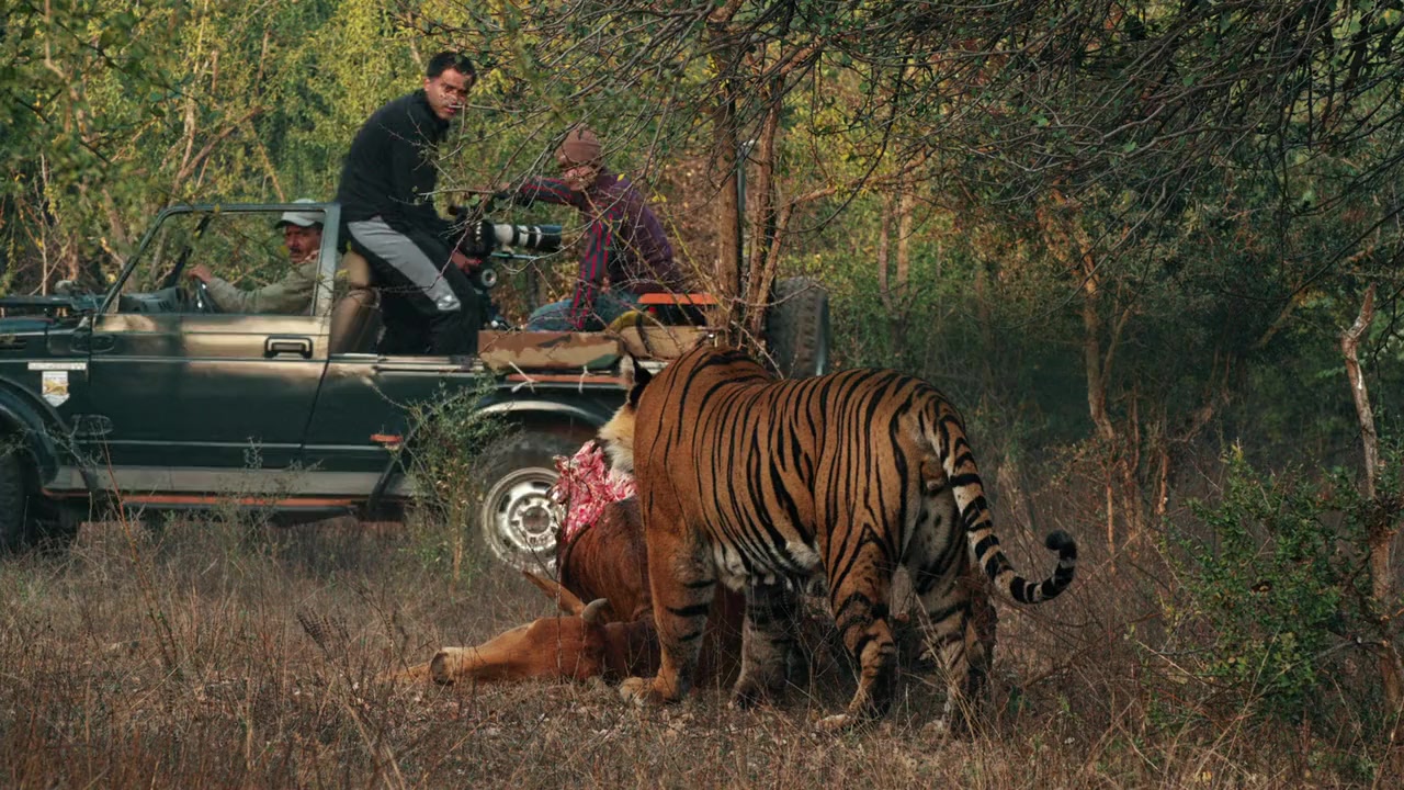 Tiger 24 screenshot 1