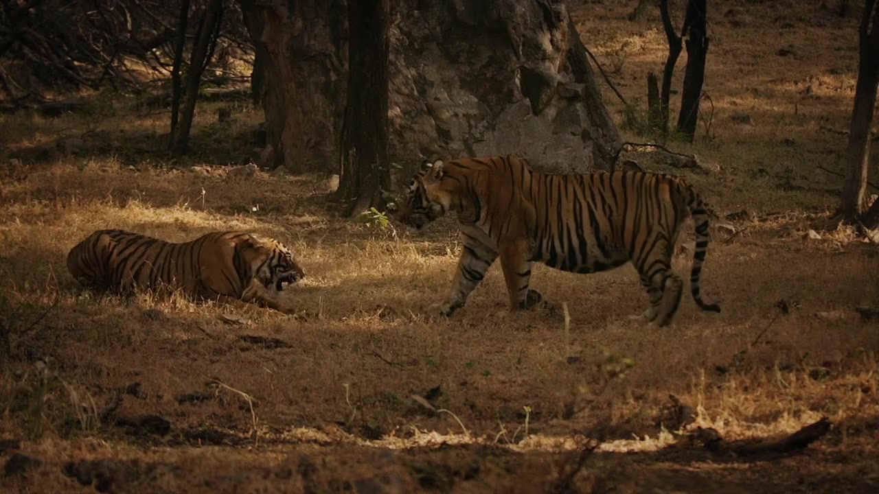 Tiger 24 screenshot 3
