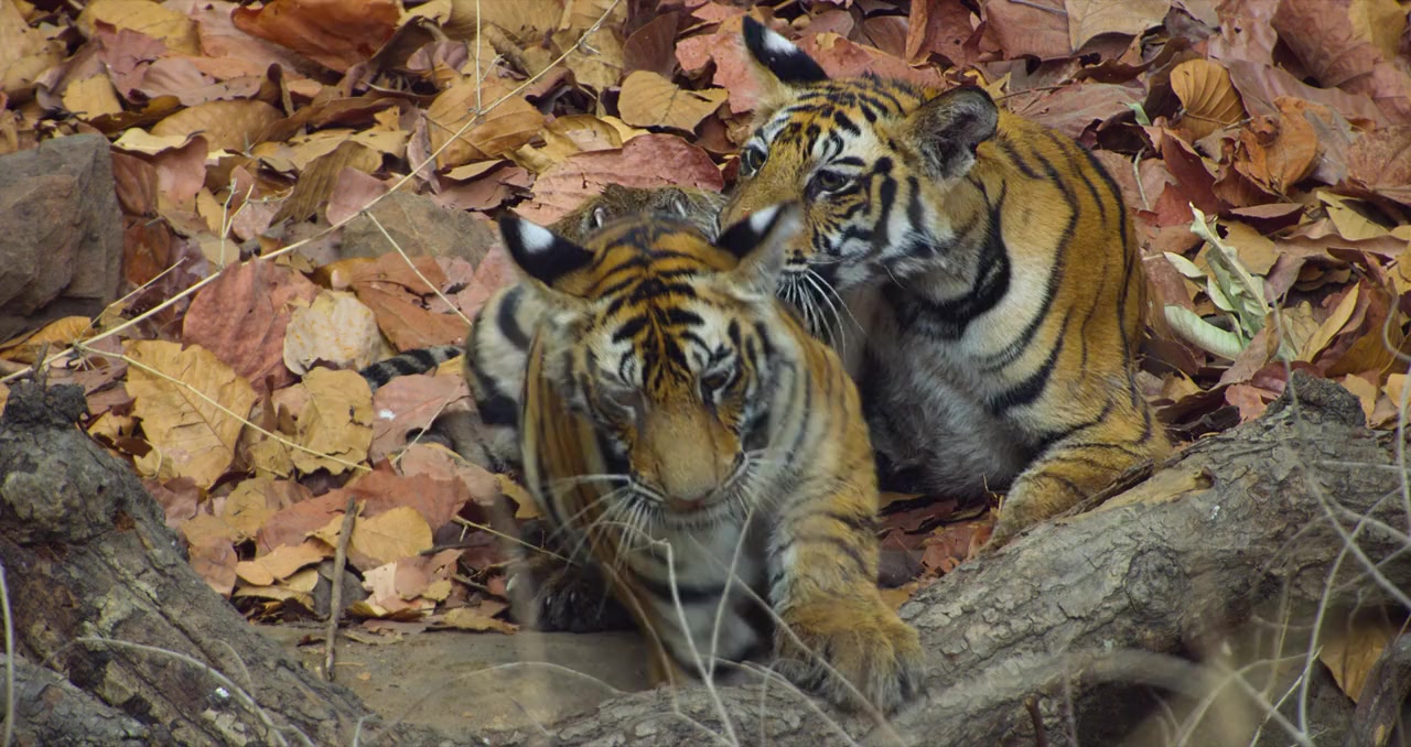Tigers on the Rise screenshot 1