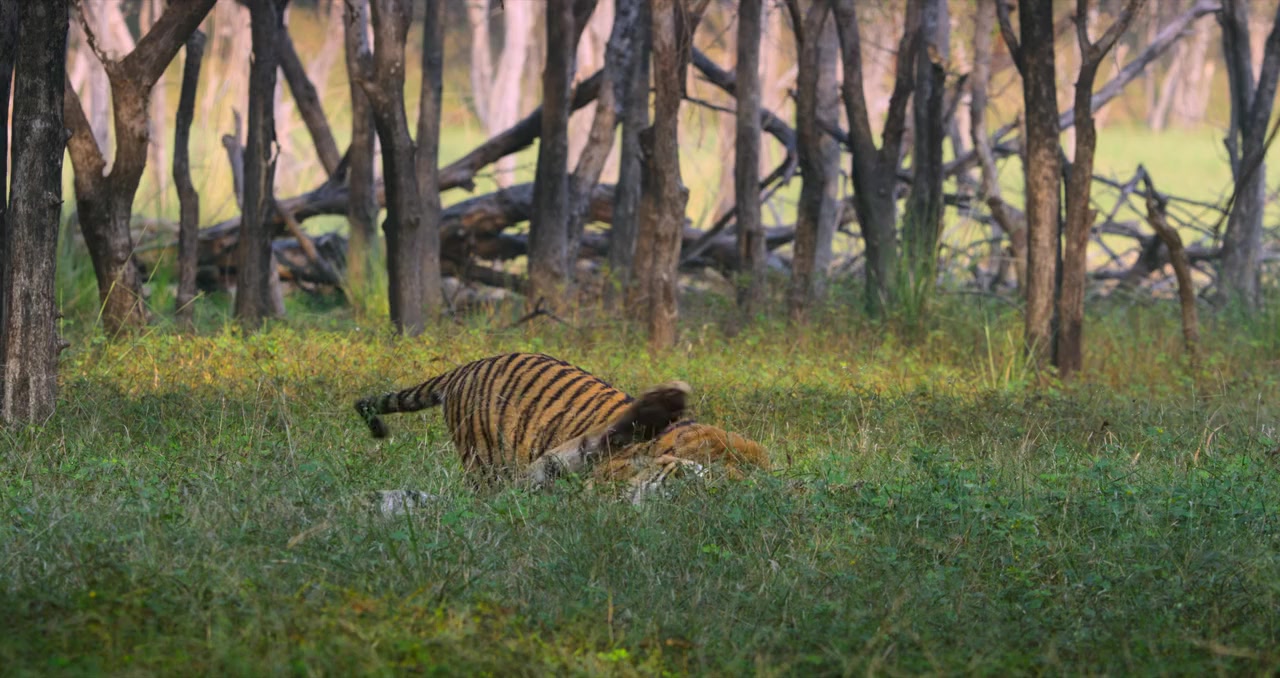 Tigers on the Rise screenshot 2