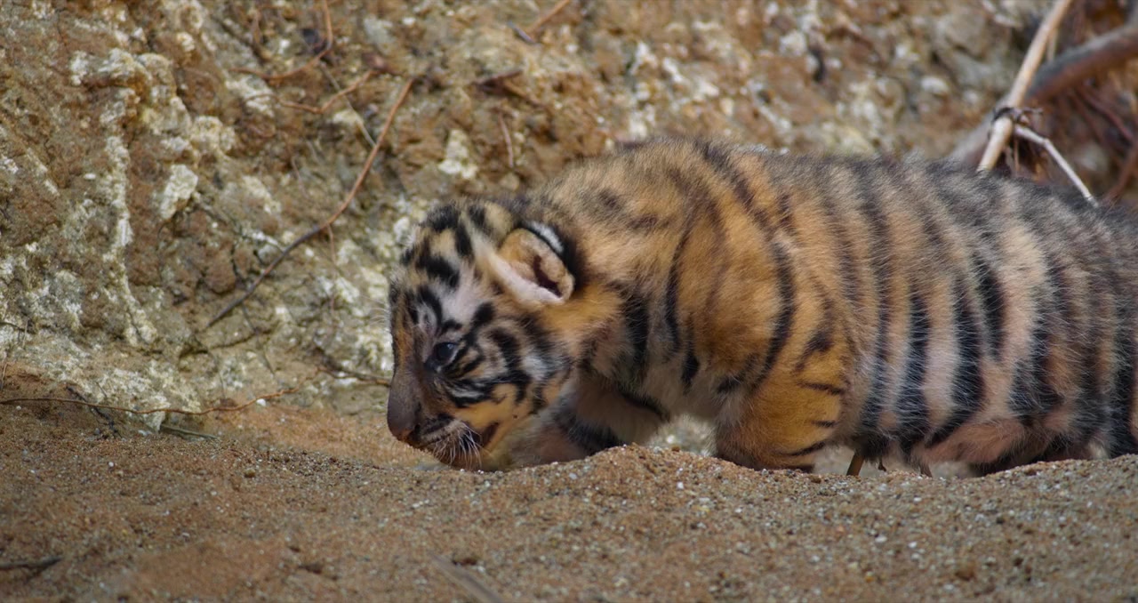 Tigers on the Rise screenshot 3
