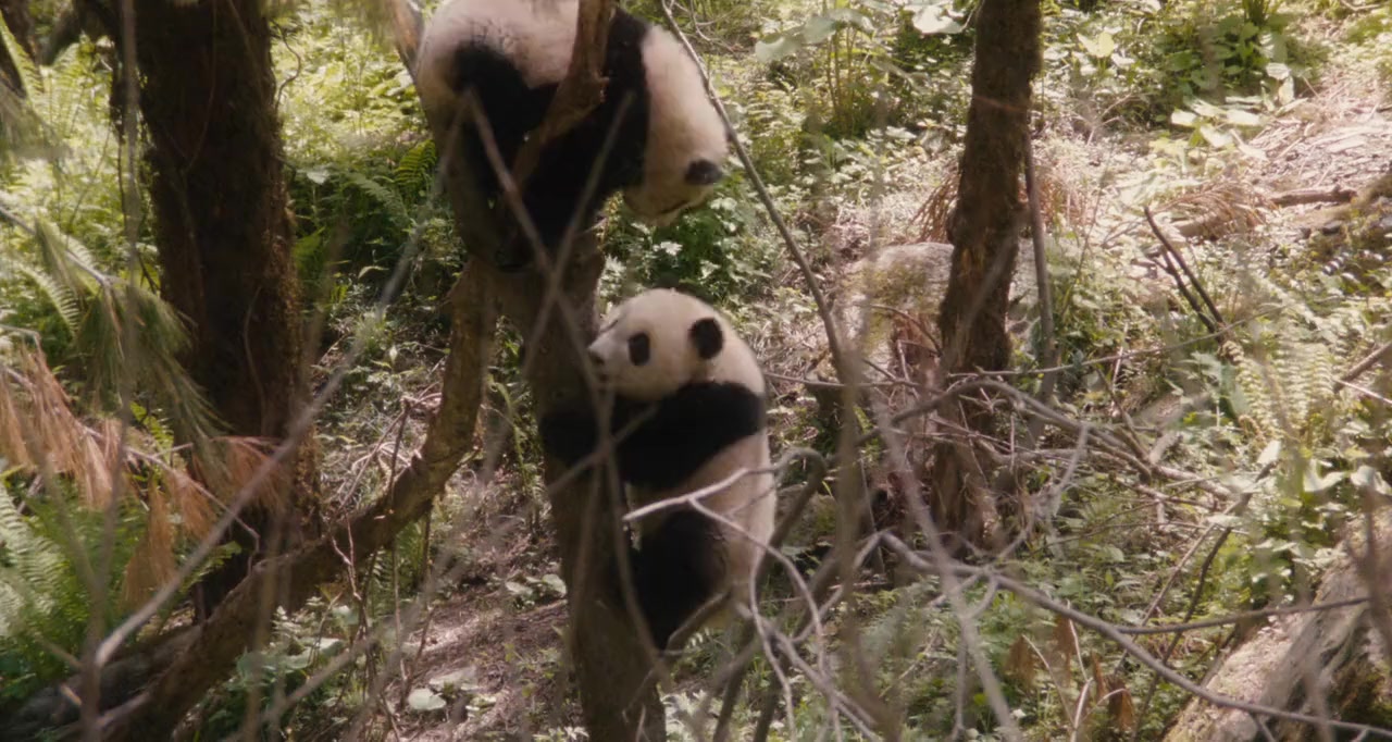 Xiong mao hui jia lu screenshot 3