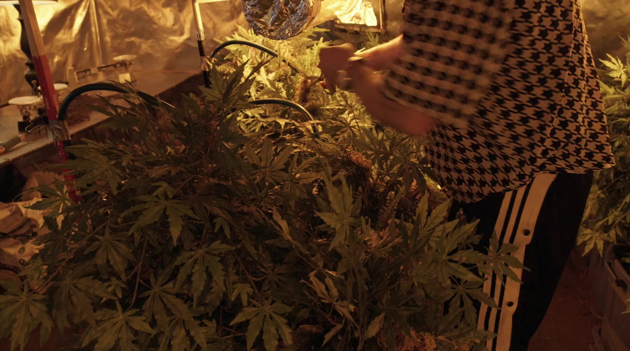Trailer Park Boys: Don't Legalize It screenshot 1
