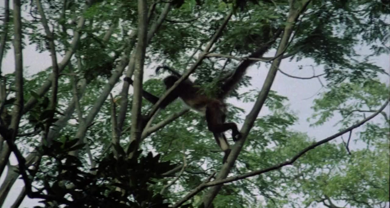 Treasure of the Amazon screenshot 3