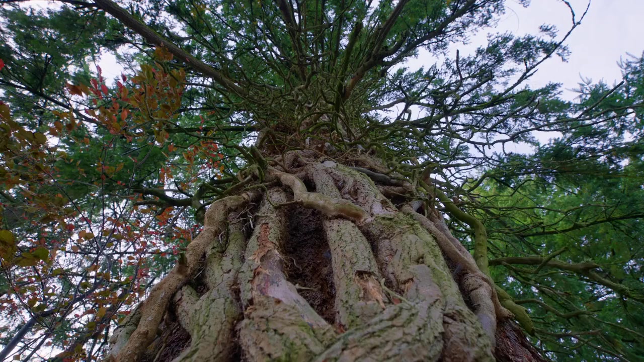 Trees, and Other Entanglements screenshot 1