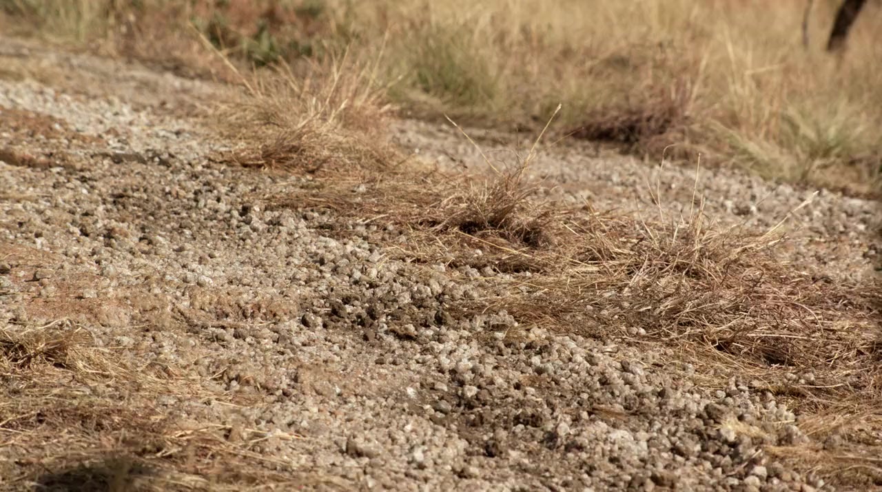 Tremors 5: Bloodlines screenshot 2