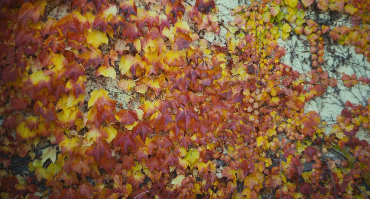 Trifole screenshot 2