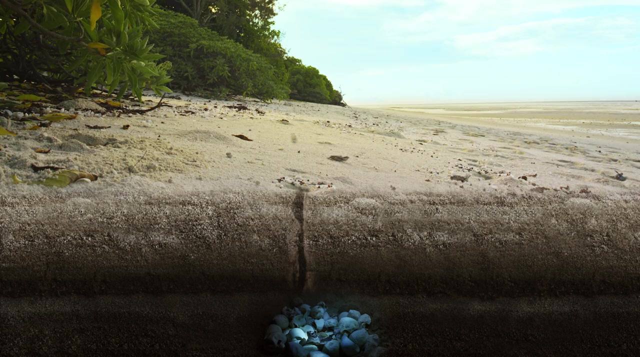 Turtle Odyssey screenshot 1