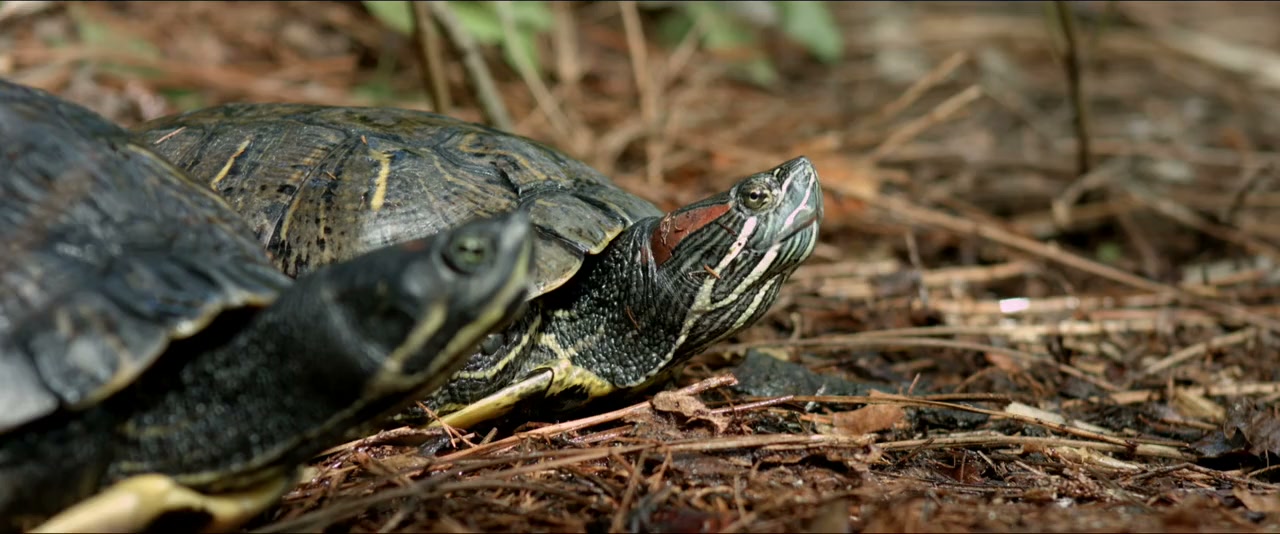 Turtle Tale screenshot 2