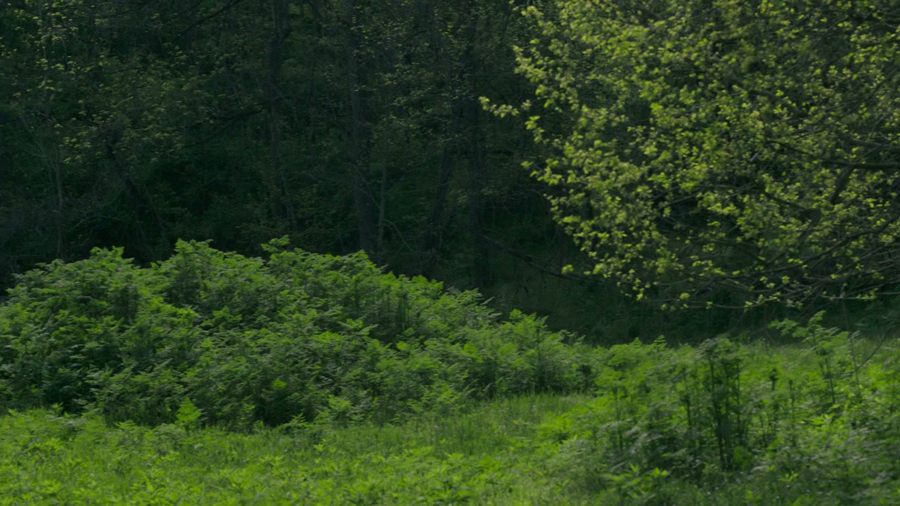 Union County screenshot 1