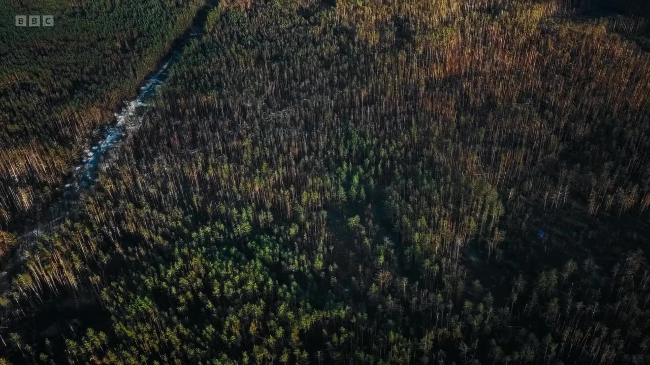 Ukraine: Enemy in the Woods screenshot 1