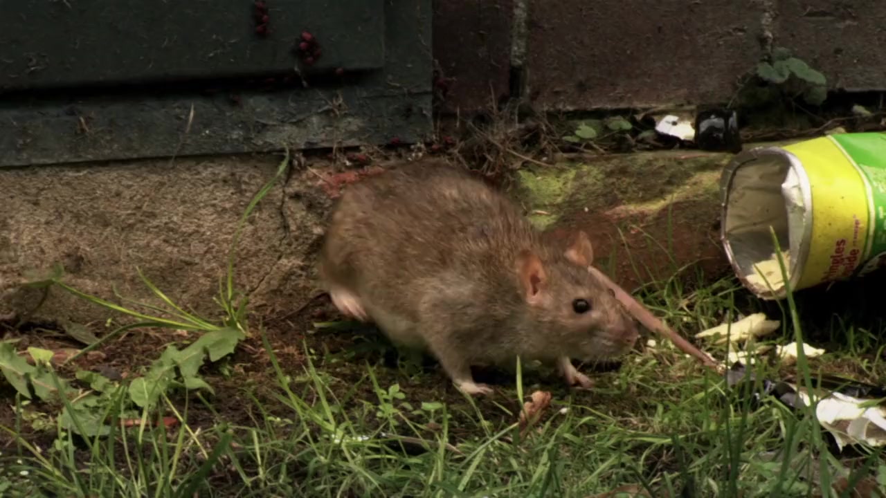 Urban Jungle screenshot 3