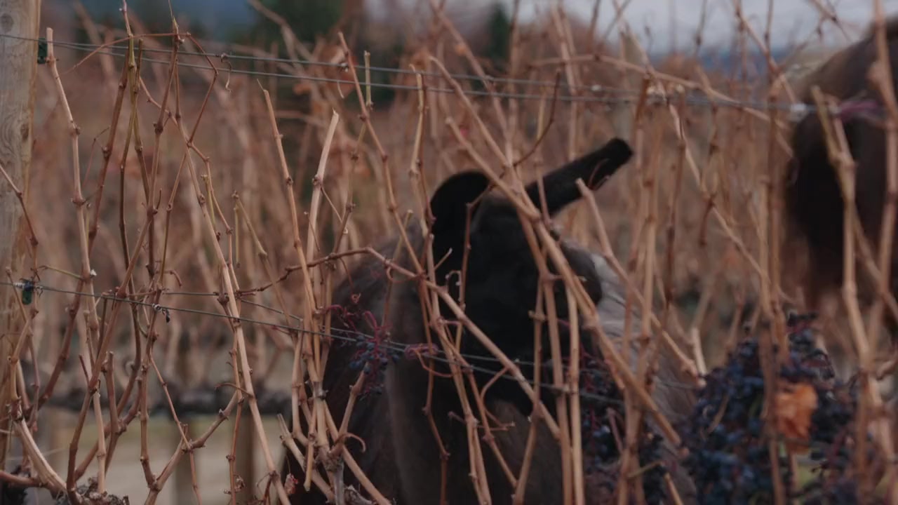 Valentine in the Vineyard screenshot 3