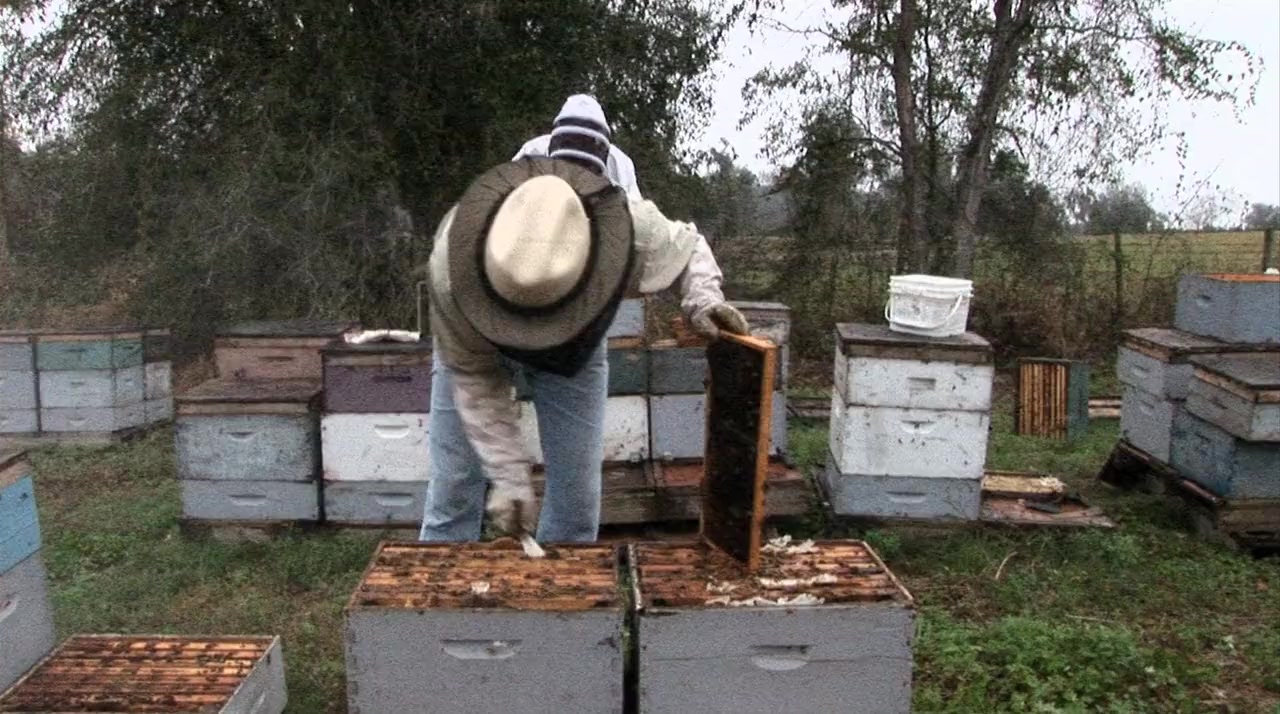 Vanishing of the Bees screenshot 2
