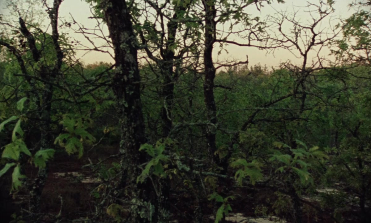 Vernon, Florida screenshot 1