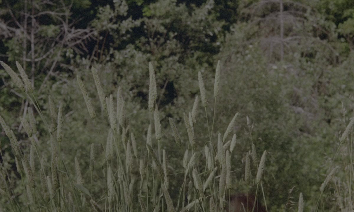 Vixen! screenshot 2