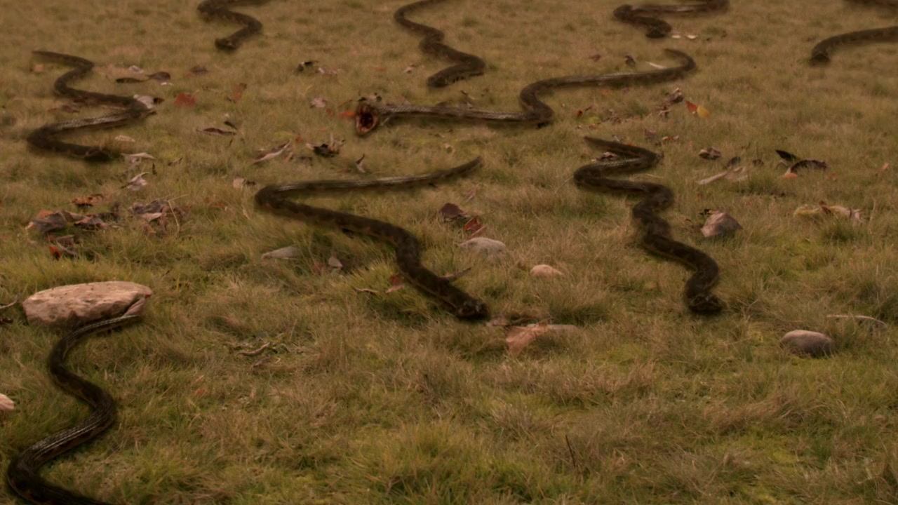 Vipers screenshot 2