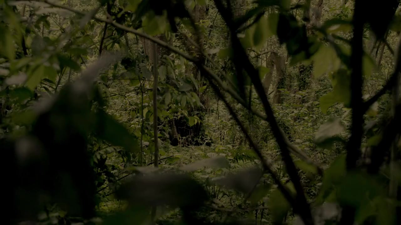 Virunga screenshot 2