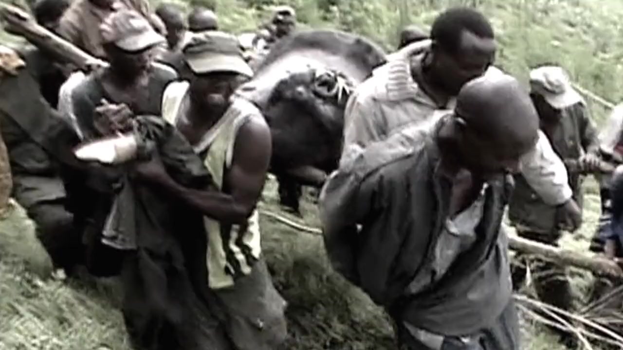 Virunga screenshot 3