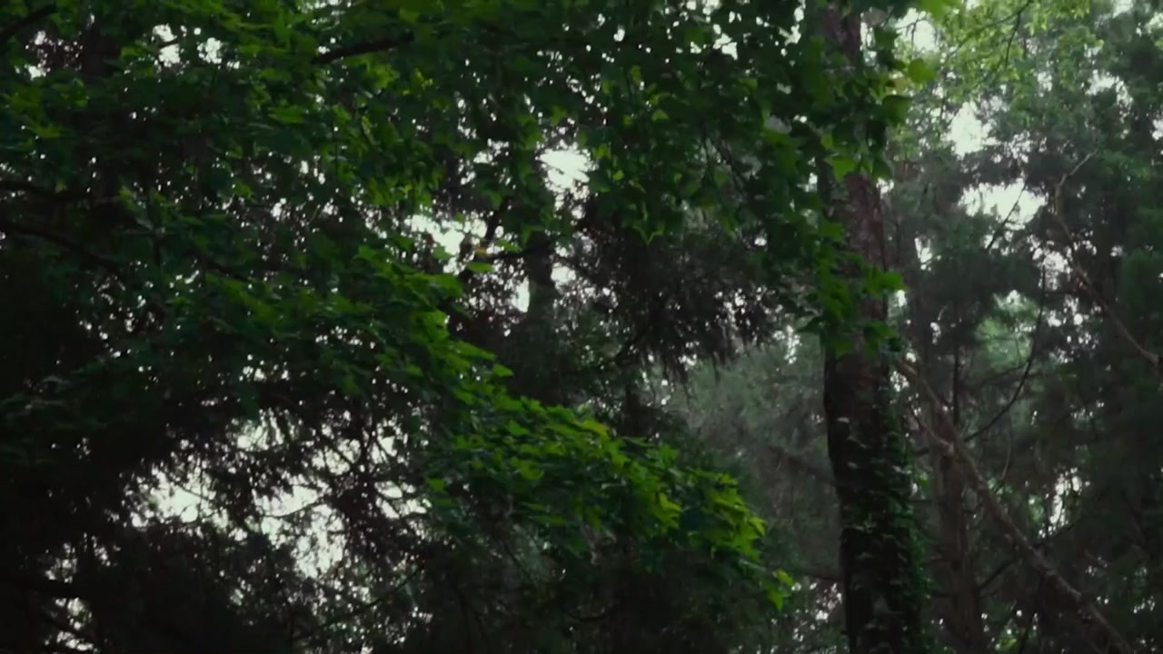 Xue shui xiao rong de ji jie screenshot 2