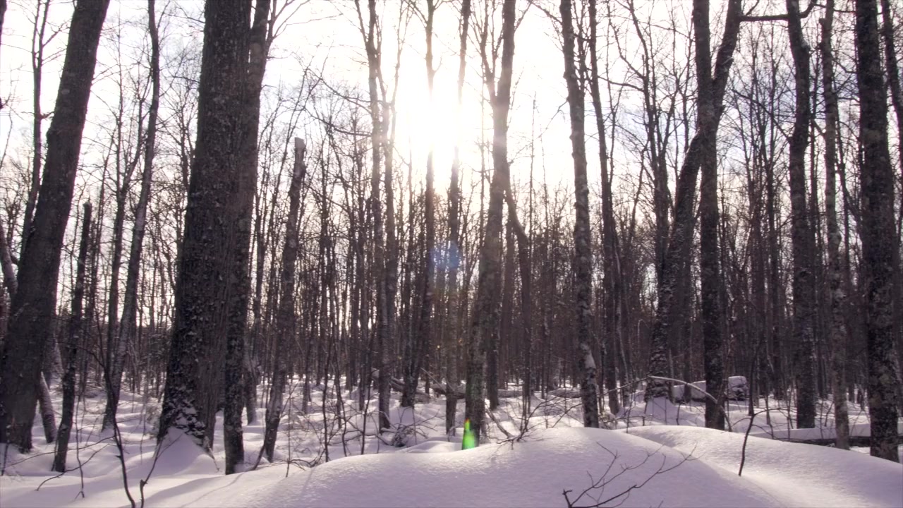 Yooper Creoles: Finnish Music in Michigan's Copper Country screenshot 2