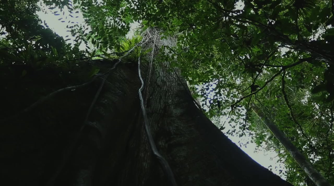 Yasuni Man screenshot 3