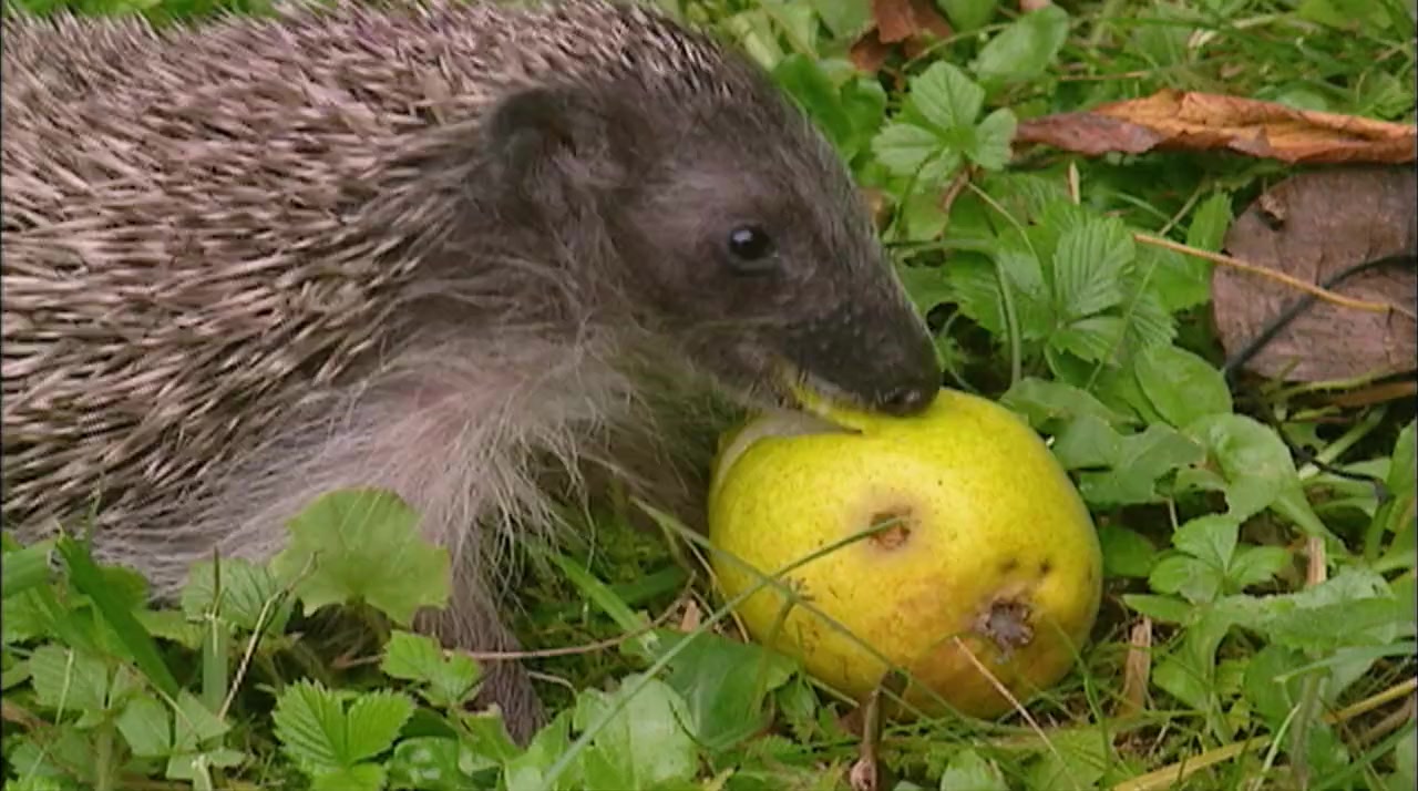 Year of the Hedgehog screenshot 2