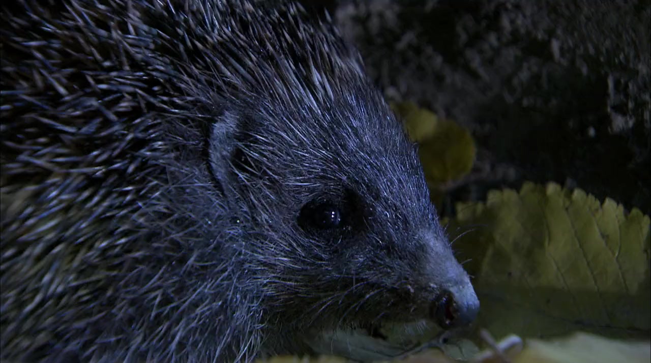 Year of the Hedgehog screenshot 3