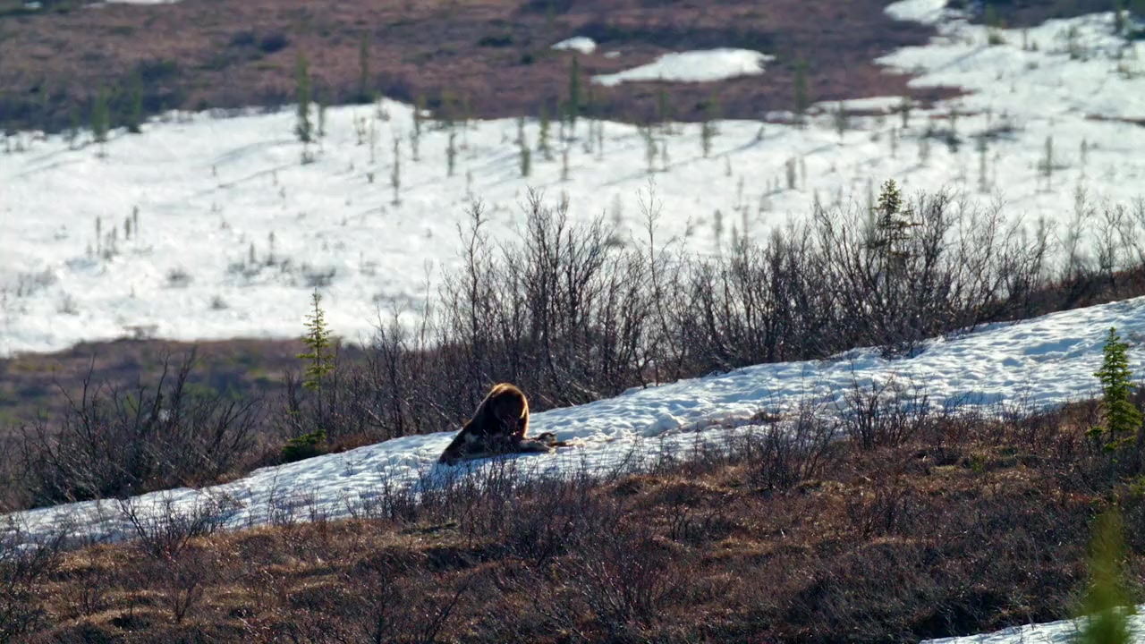 Yukon's Wild Grizzlies screenshot 2