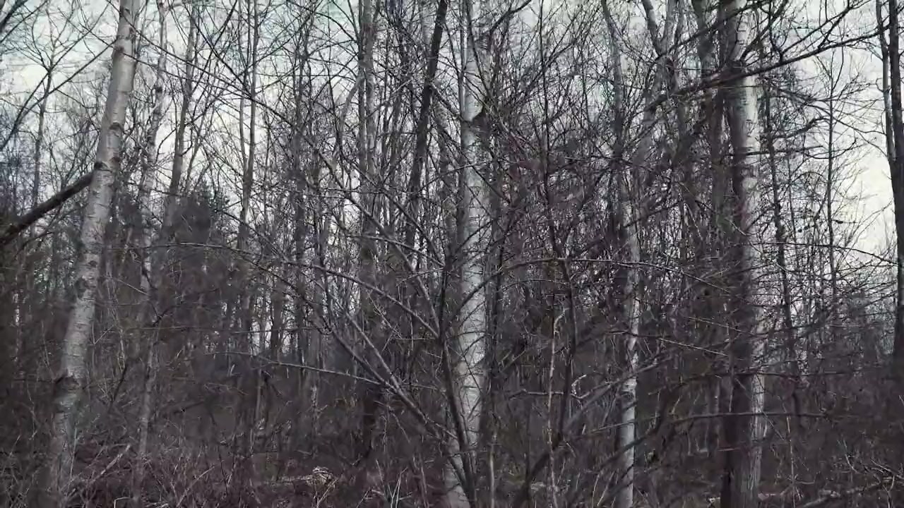 Yule Log screenshot 3